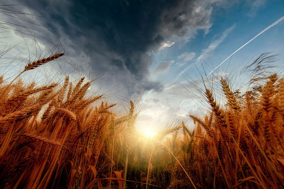 light coming through wheat plants from a cloudy sky